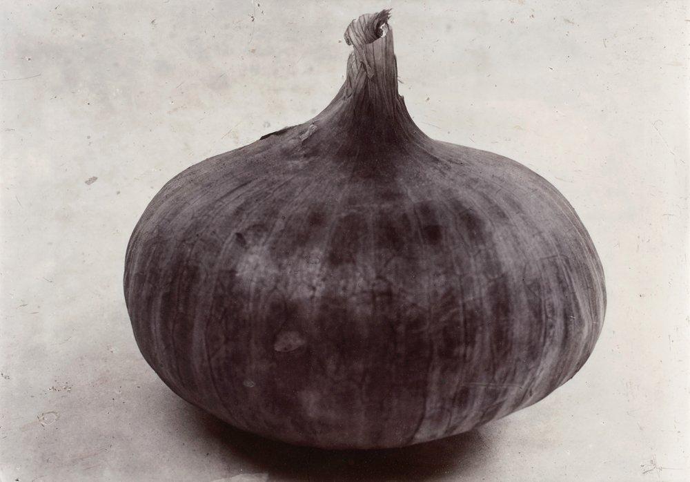 Charles Jones, "Onion Prousham Park Hero", 1900-02.