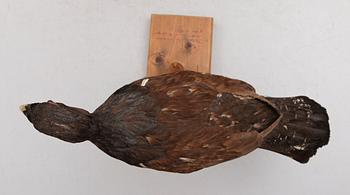 TAXIDERMI, 1900-tal.