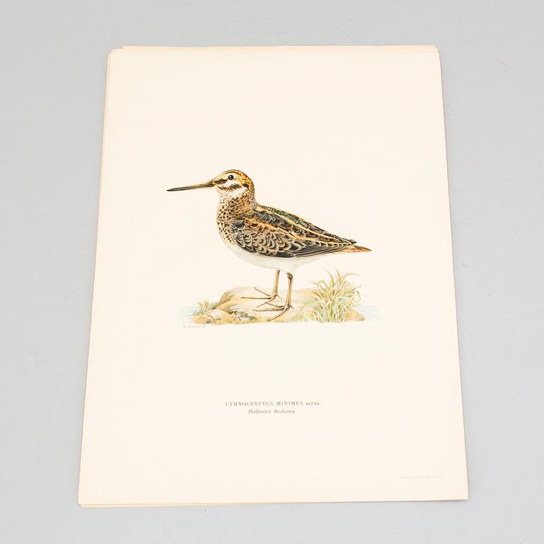 24 litograph prints in color from the book "Swedish Birds" by M and W von Wright.