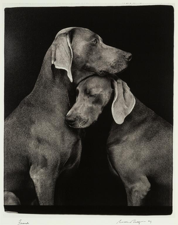 William Wegman, archival pigment print 2009, signed. Numbered 117/1500 verso.