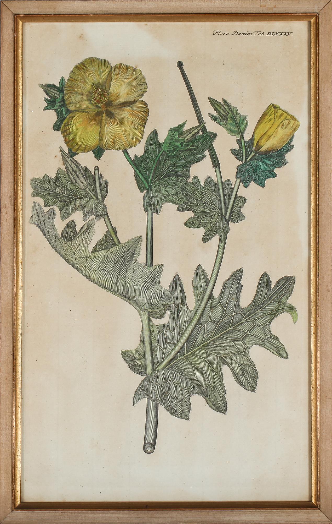 GRAVYRER, 8 st, ur Flora Danica, 1800-tal.