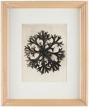 329. Karl Blossfeldt, "Urformen der Kunst", 1928 (22 parts).