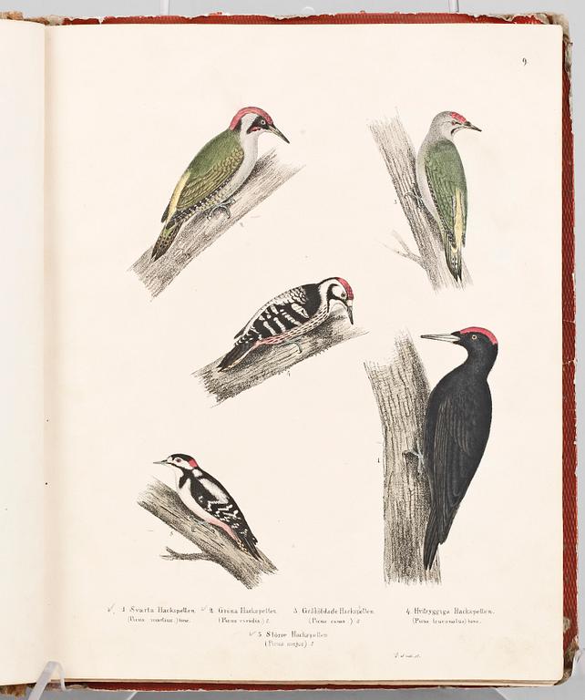 BOK, "Skandinaviska Foglar tecknade efter naturen..." M. Körner, Lund 1839 till trol 1846.