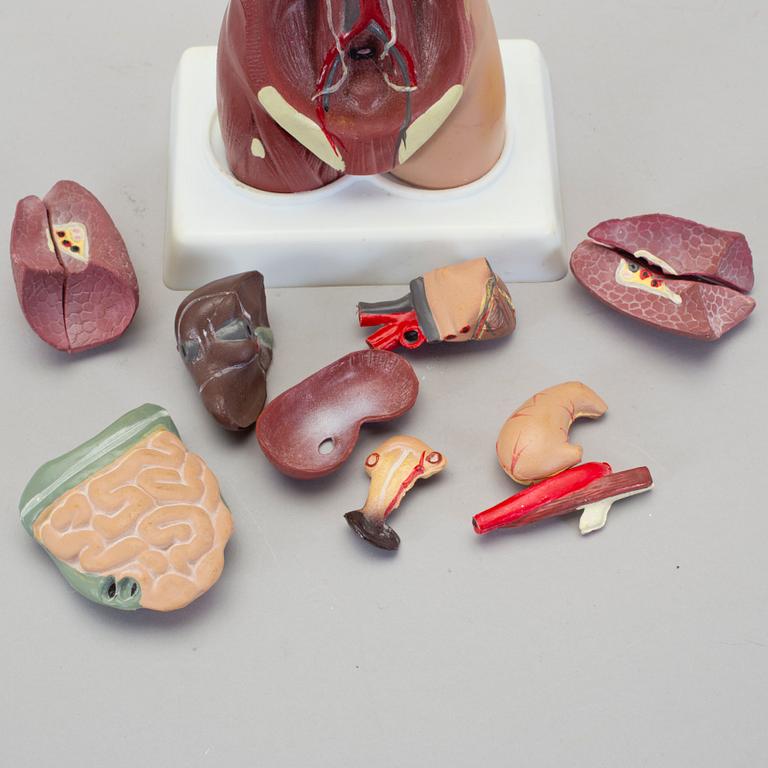 ANATOMISK MODELL, 1900-talet senare del.