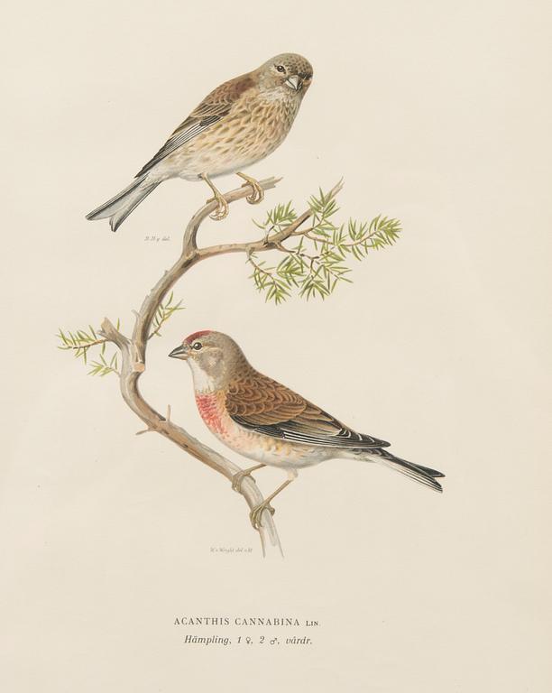 LITHOGRAPHS, 3 pcs, after Wilhelm von Wright and Bror Hallberg. A. Börtzell, Stockholm.