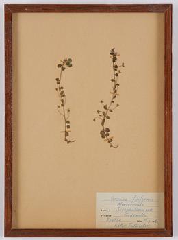 Herbarium, 10 delar, Sverige, 1930-1970-tal.
