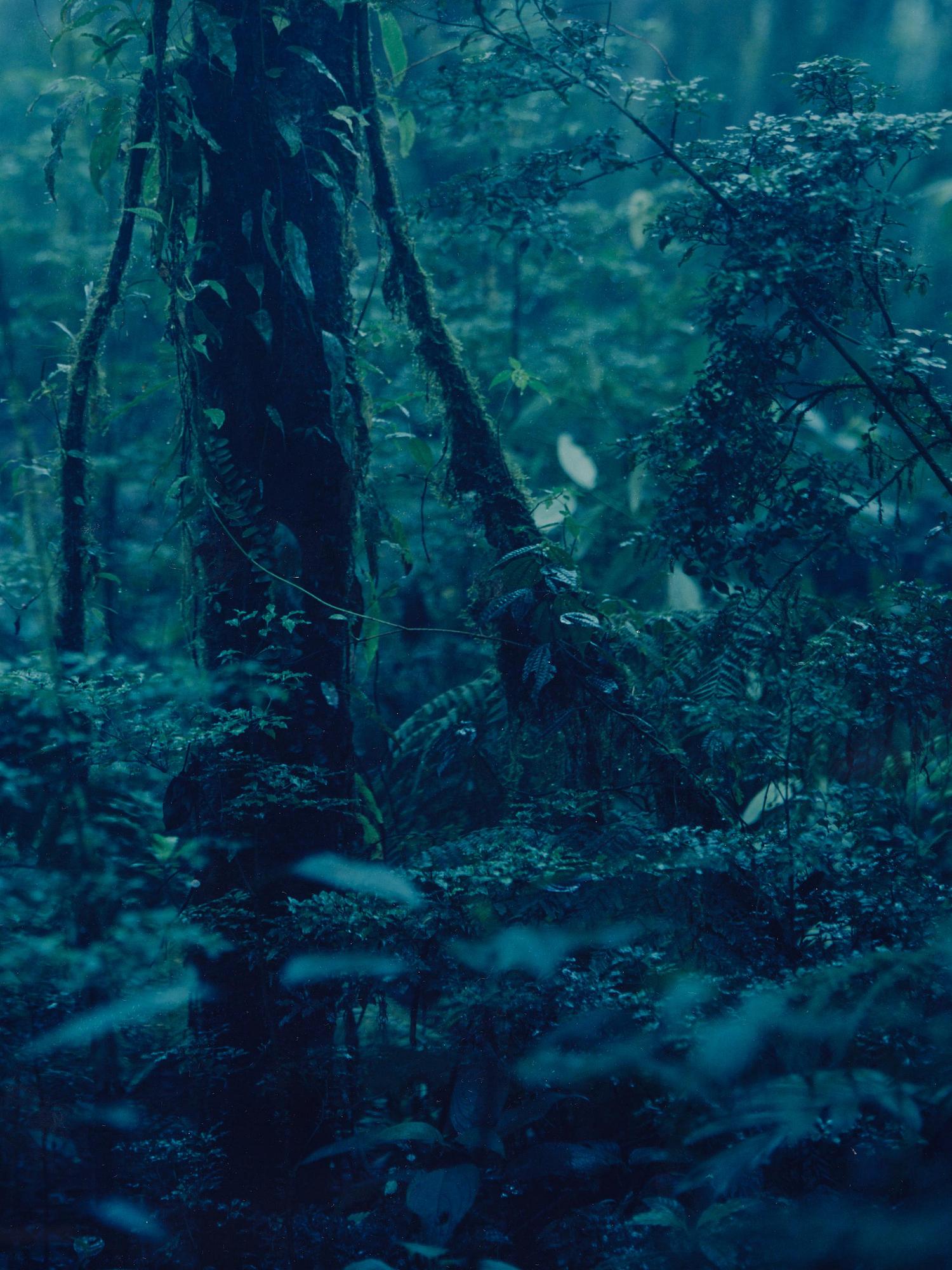 Denise Grünstein, "Cloud Forests".