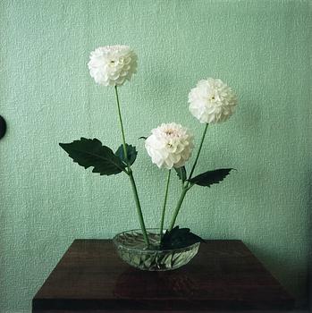 253. Saara Ekström, "IF INSIDE IS LET IN (DAHLIAS)".