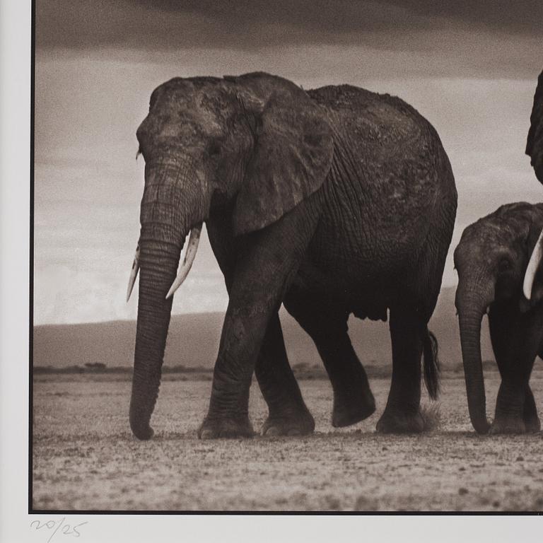 Nick Brandt, "Elephants and Egrets after storm, Amboseli, 2007".