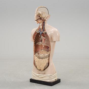 An anatomical model by Franz Jos. Steger, Leipzig, mid 20th century.