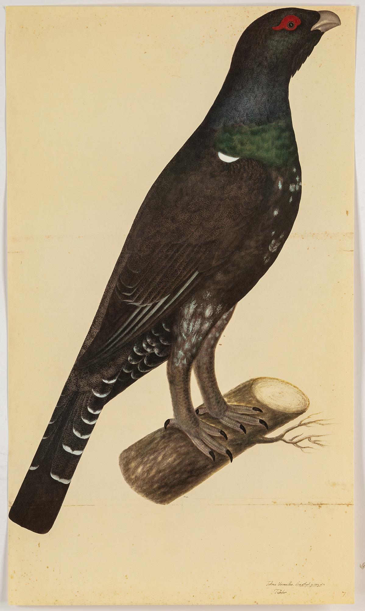 Olof Rudbeck the younger, after, a portfolio and two books, 1985. Numbered 285/1499.