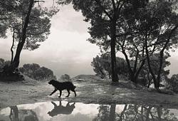 Here Far Away – Photographs by Pentti Sammallahti F732