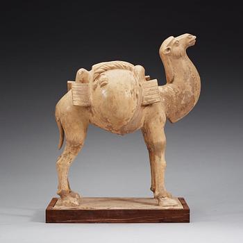 A yellow glazed figure of a camel, Tang dynasty (608-906).