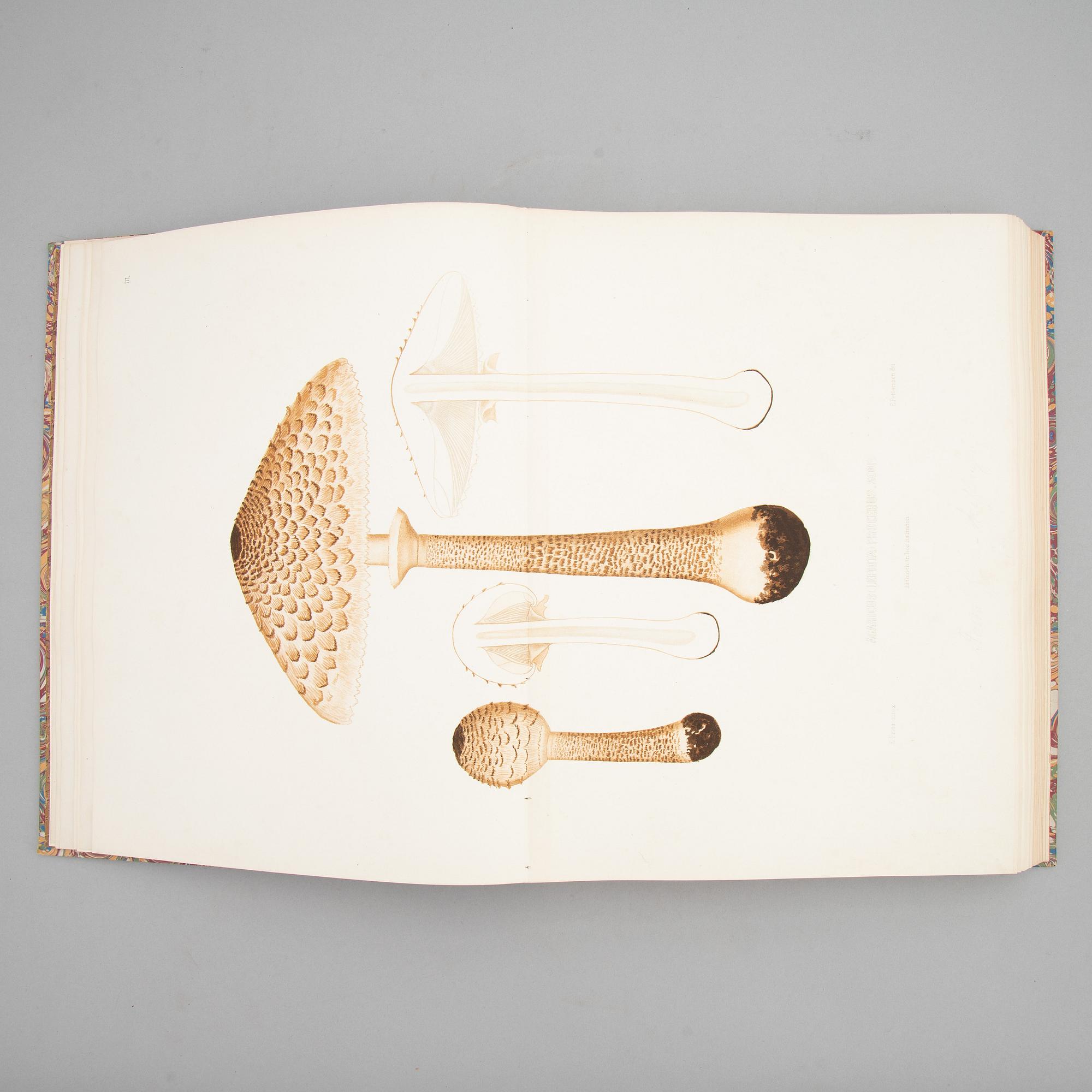 With 94 large chromolithographs of mushrooms.