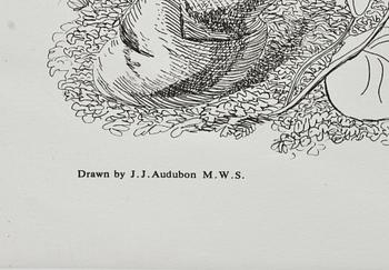 JOHN JAMES AUDUBON, efter, 4 st gravyrer, tryckt 1987.