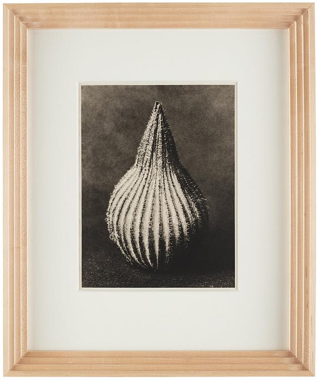 Karl Blossfeldt, "Urformen der Kunst", 1928 (22 st).