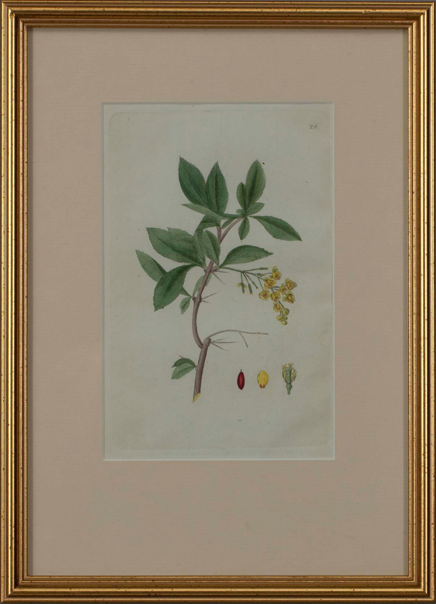 JOHAN WILHELM PALMSTRUCH, 4 st, handkolorerade kopparstick, 1800-talets början.