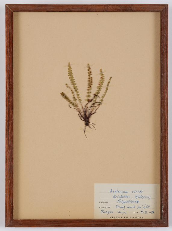 Herbarium, 10 delar, Sverige, 1930-1970-tal.