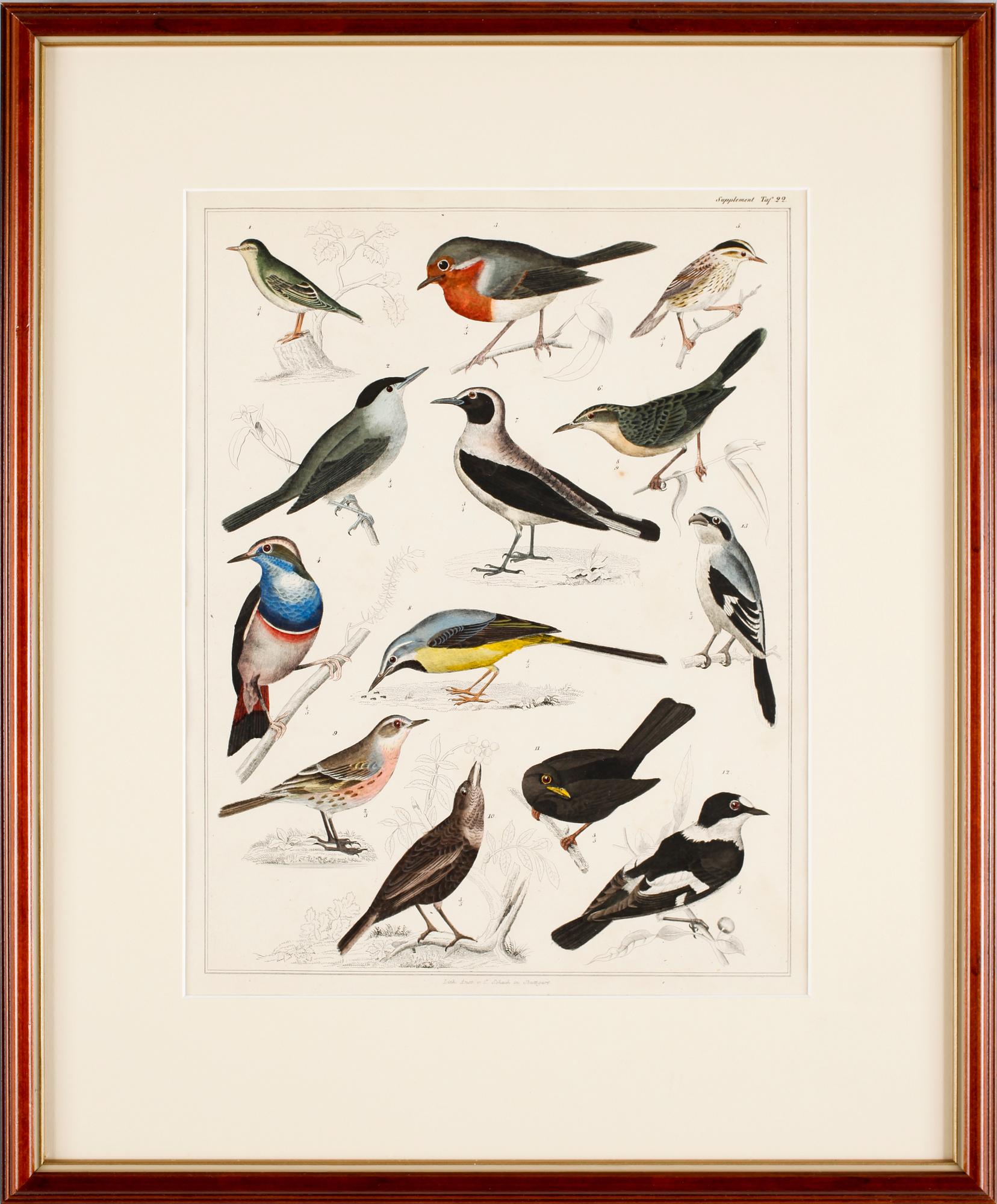 HANDKOLORERADE LITOGRAFIER, 3 st, Oken, Stuttgart, Tyskland, 1800-talets mitt.