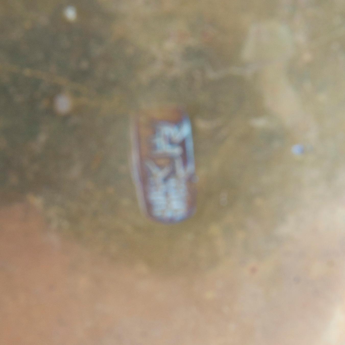 Urna/ytterfoder japan signerad 1900-tal.