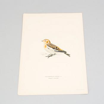 24 litograph prints in color from the book "Swedish Birds" by M and W von Wright.