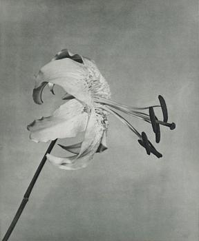 Robert Mapplethorpe, "Untitled (Lily)", 1983.