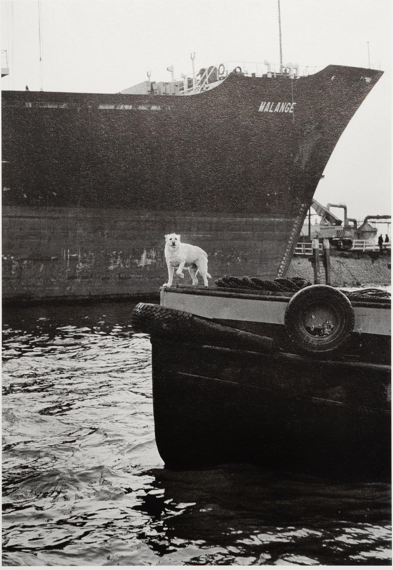 Peter de Ru, "Pråmskepparhund, Bottele hamn, Rotterdam, 1979".