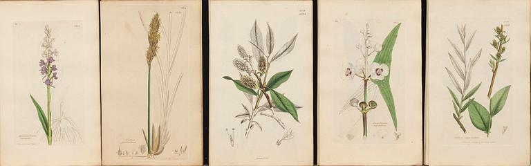 UR "ENGLISH BOTANY" 3:e upplagan, vol VII, 1854 172 st handkolorerade kopparstick. London.