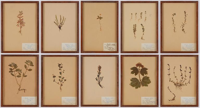 Herbarium, 10 delar, Sverige, 1930-1970-tal.