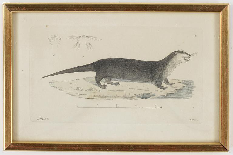 ZOOLOGISKA PLANSCHER, 5st, kolorerade gravyer, 1800-talets första hälft.
