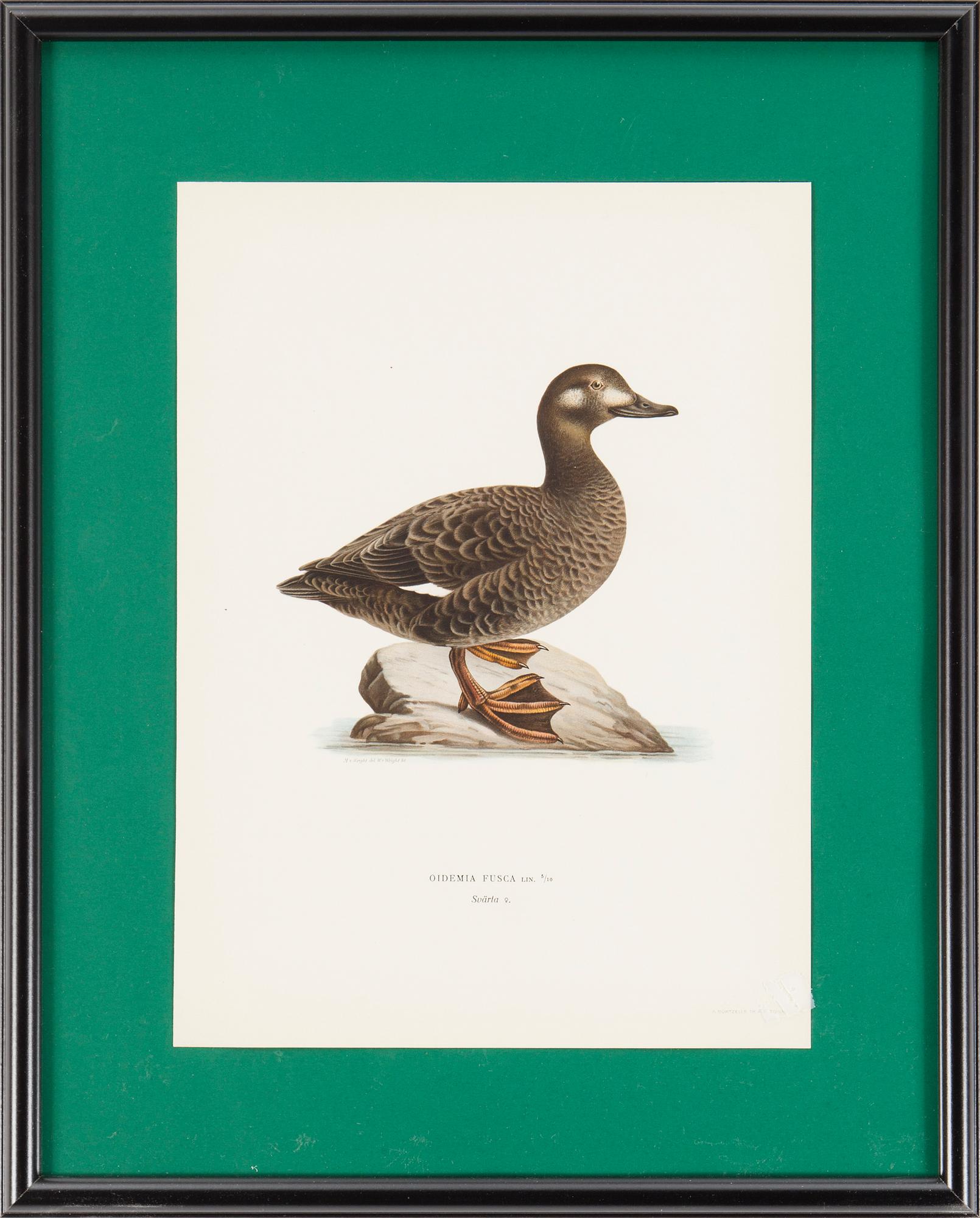 LITOGRAFISKA TRYCK, 6 st, ur M och W von Wrights "Svenska fåglar", A. Börtzells, Stockholm, 1917-29.