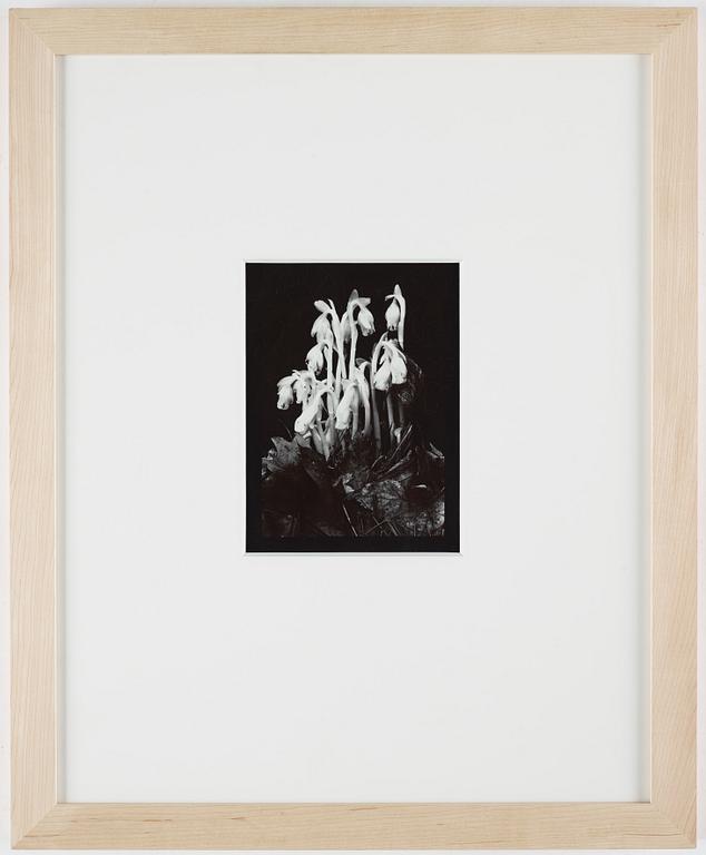 Olivia Parker, photograph signed on verso ed 18.