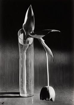 299. André Kertész, "Melancolic Tulip, New York City, 1939".