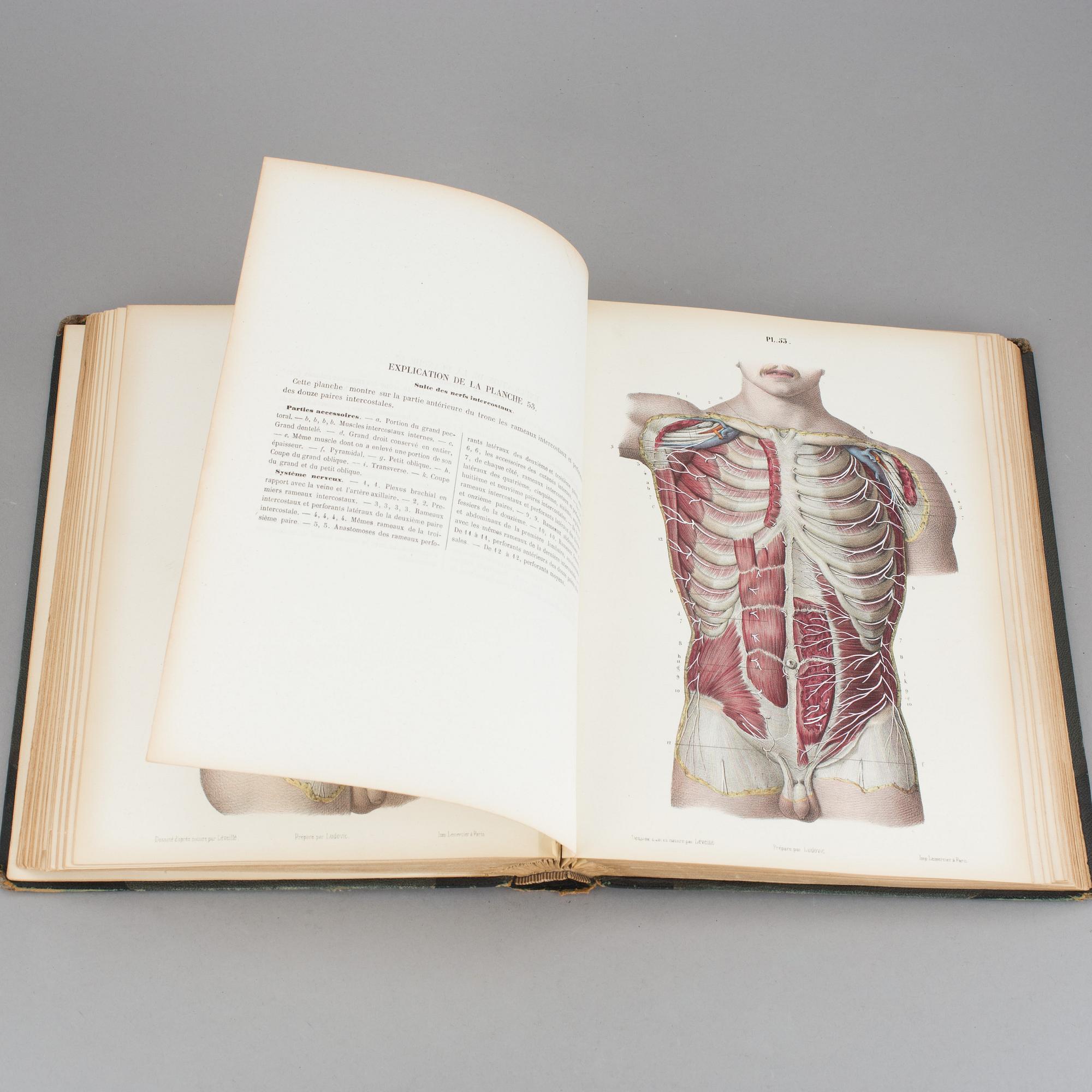 ATLAS, "Systeme Nerveux", Ludovic Hirschfeld, Victor Masson et Fils,  Paris, 1866.