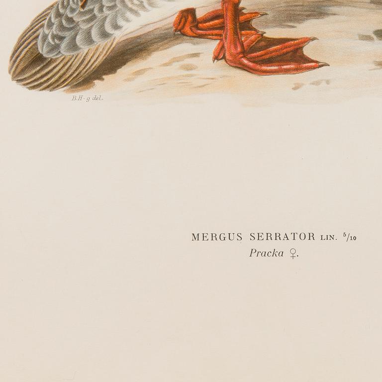 LITHOGRAPHS, 5 pcs, after Wilhelm von Wright and Bror Hallberg. A. Börtzell, Stockholm.