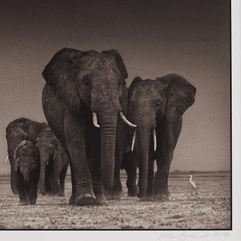 Nick Brandt, "Elephants and Egrets after storm, Amboseli, 2007".