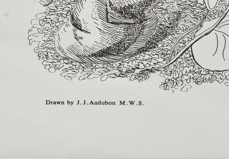 JOHN JAMES AUDUBON, efter, 4 st gravyrer, tryckt 1987.