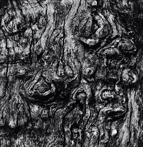 Aaron Siskind, "APPLE TREE (MILLERTON)", 1971.