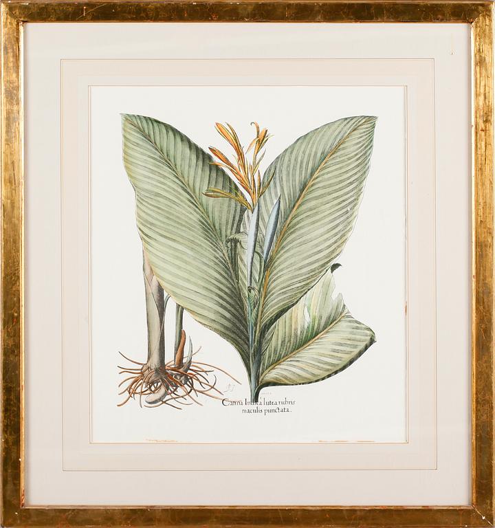 TAVLOR, 6 st, tryck, 1900-talets andra hälft.