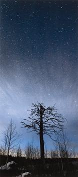 TANELI ESKOLA, "NIGHTLY PINE TREE".