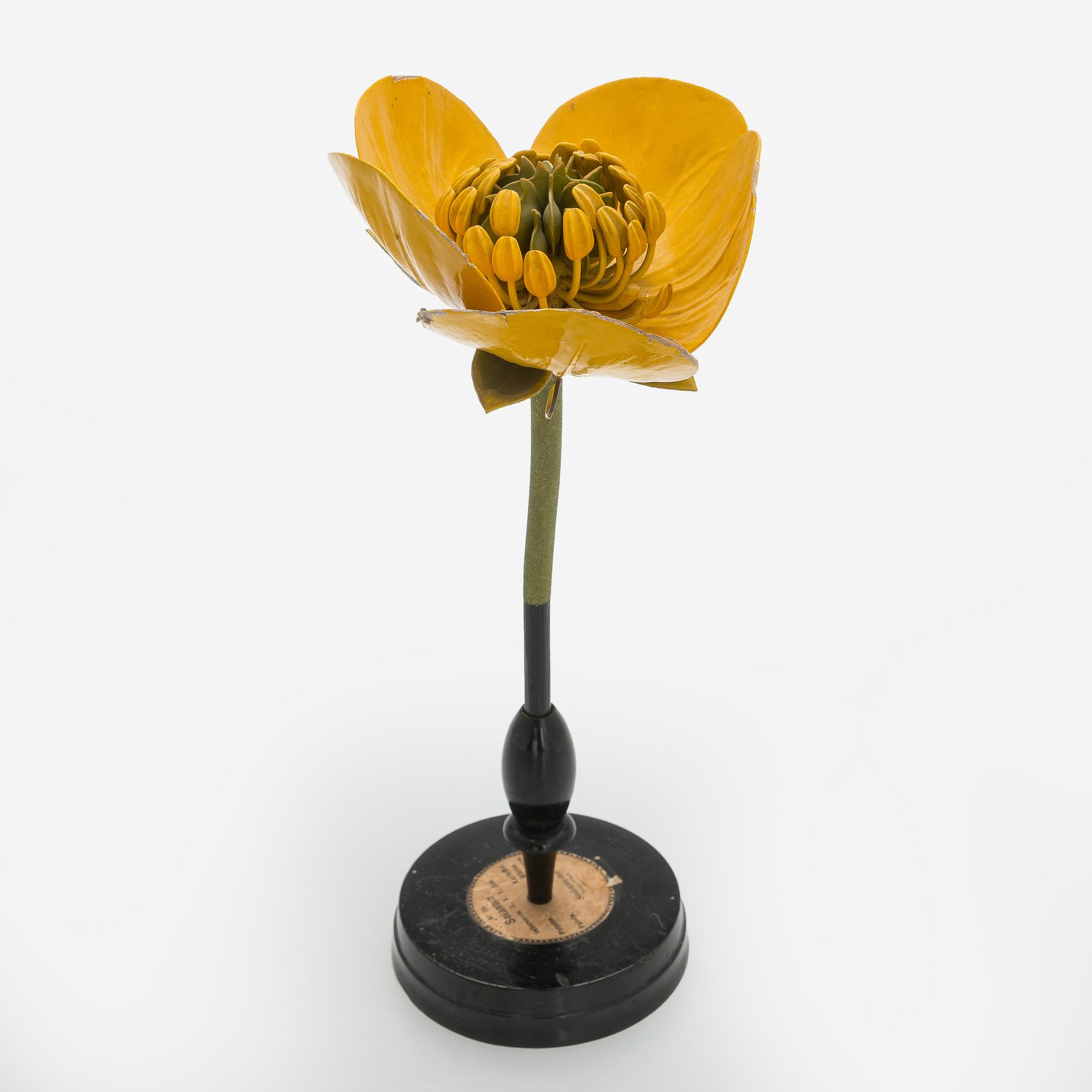Robert Brendel, a botanical model, R. & R. Brendel. Poland, turn of the 20th century.