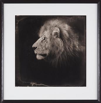 Nick Brandt, "Portrait of Lion, Serengeti, 2000".