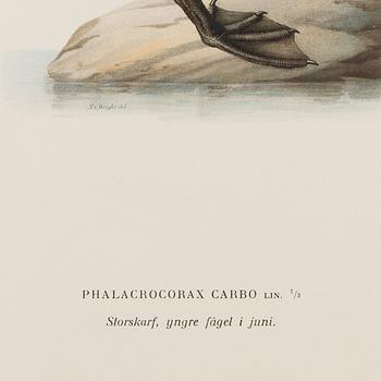 LITHOGRAPHS, 5 pcs, after Wilhelm von Wright and Bror Hallberg. A. Börtzell, Stockholm.