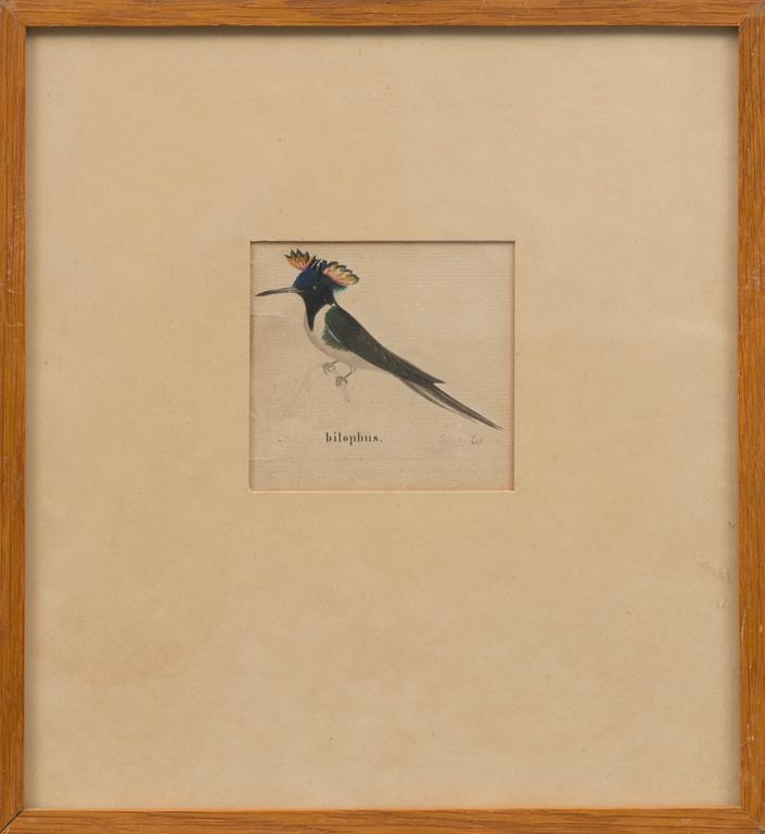 Pencil and watercolour, signed W.v.W.
