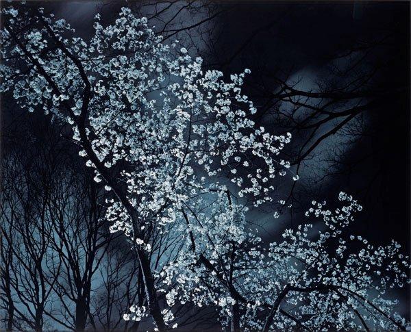 Gareth McConnell, "Nightflower No 14", 2007.