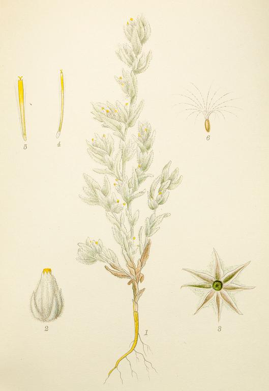 BÖCKER, 3 volymer, "Nordens flora", CAM Lindman.