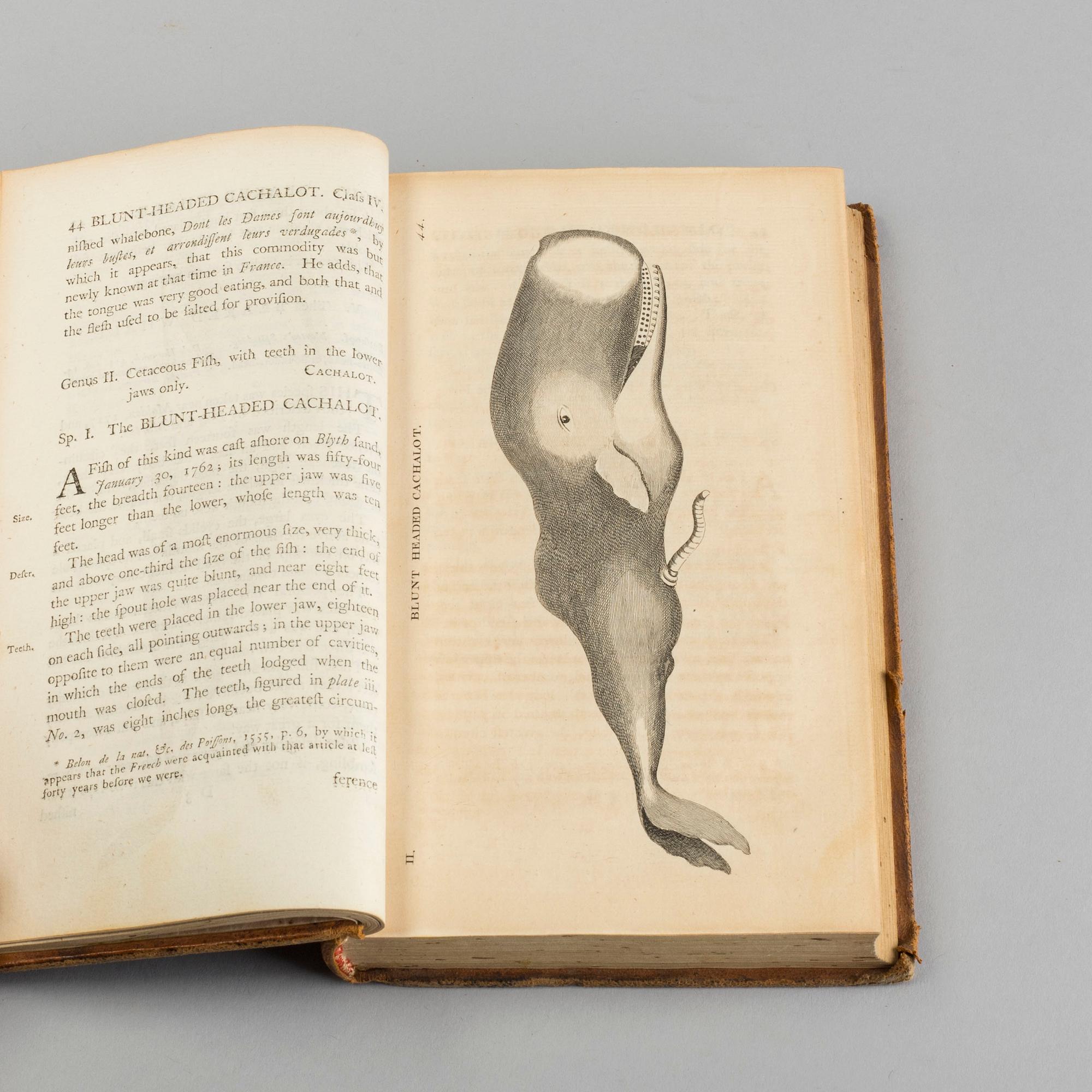 BRITISH ZOOLOGY, vol III, Thomas Pennant, London 1769.