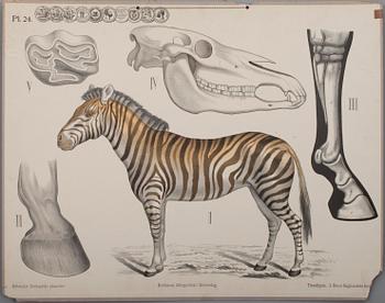 SKOLPLANSCHER, 6 st, litografi, Dybdahls zoologiske plancher. Thon & Co, Oslo samt F. Tilgmann, Helsingfors 1912.