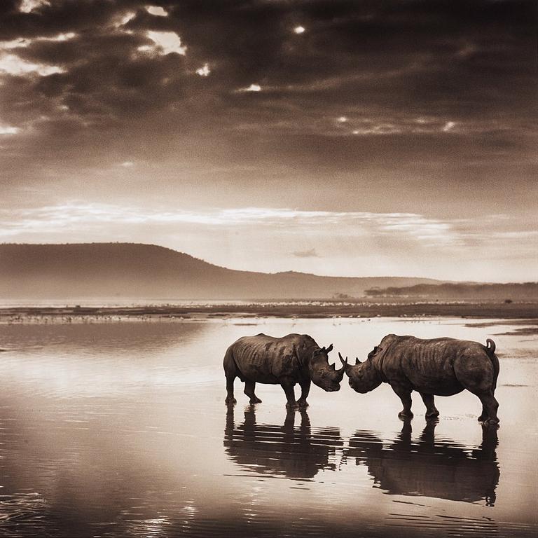 Nick Brandt, "RHINOS ON LAKE", 2007.