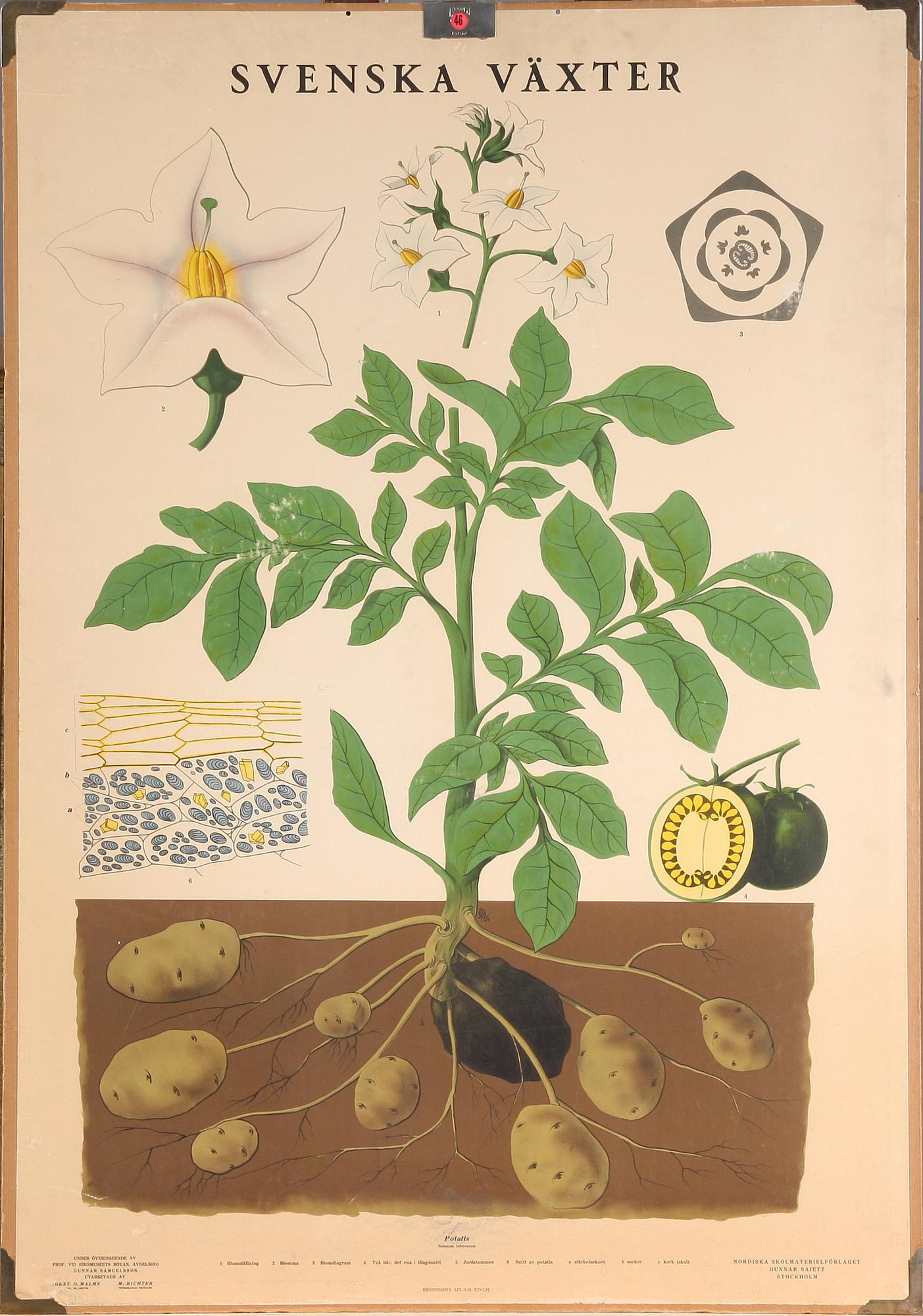 SKOLPLANSCHER, 2 st, 1900-talets första hälft.